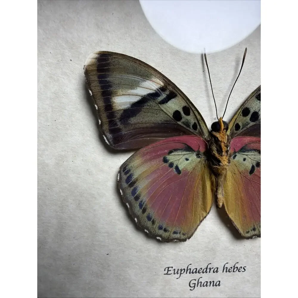 Real African Butterfly Euphaedra xypete Pink Forester Framed Taxidermy Display